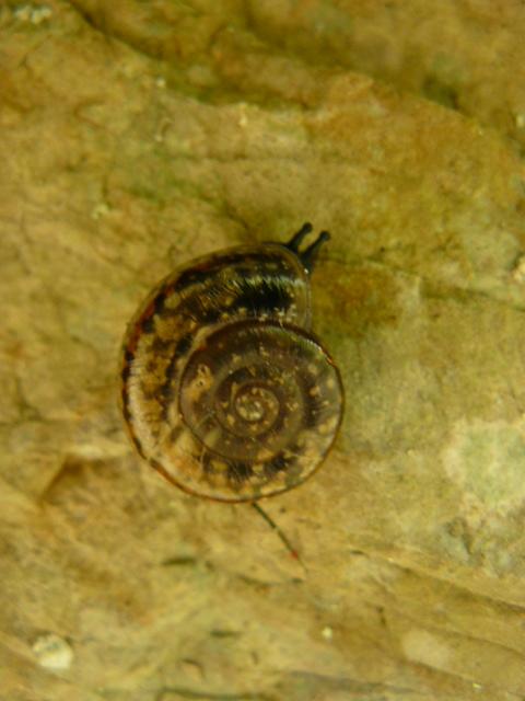 una identificazione